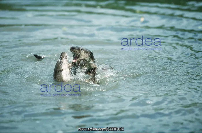 : OTTERS - x two fighting in water : OTTERS - x two fighting in water