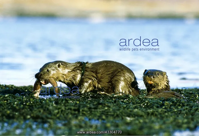 : OTTERS - x two pups, 5 months old : OTTERS - x two pups, 5 months old
