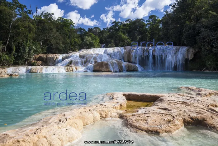 : Otulun River. Protected Natural Area of Agua Azul : Otulun River. Protected Natural Area of Agua Azul