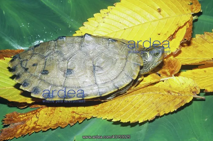 : Ouachita Map Turtle : Ouachita Map Turtle