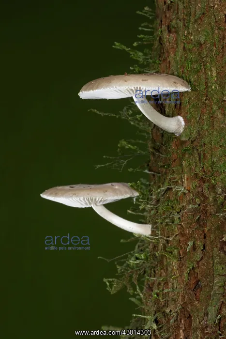 : Oudemansiella platensis growing on a tree in : Oudemansiella platensis growing on a tree in
