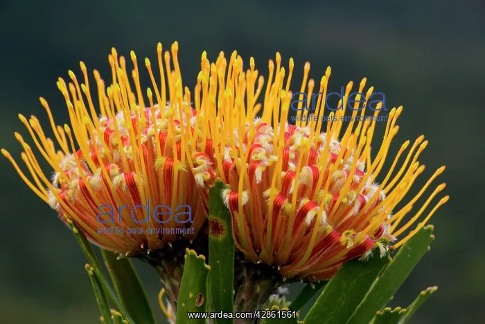 : Oudtshoorn Pincushion : Oudtshoorn Pincushion