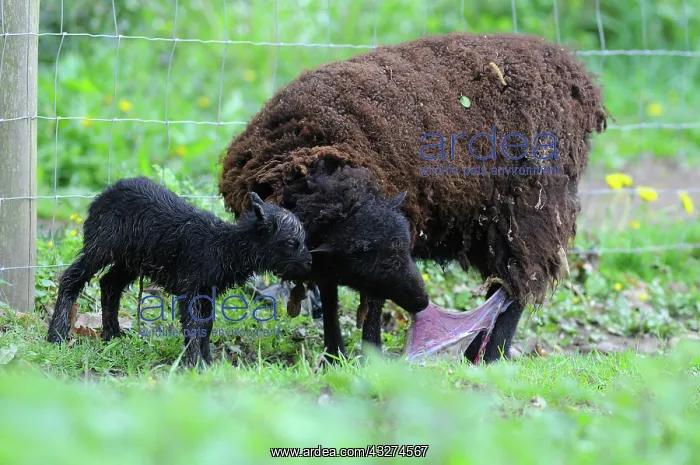 : Ouessant sheep birth - France : Ouessant sheep birth - France