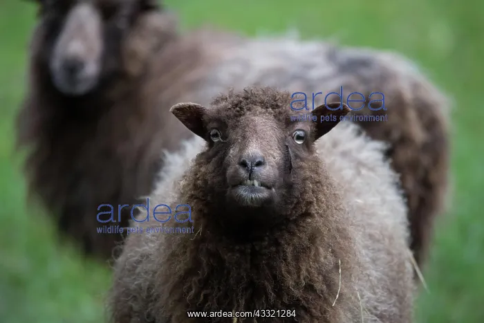 : Ouessant sheep also Breton dwarf sheep, specially : Ouessant sheep also Breton dwarf sheep, specially
