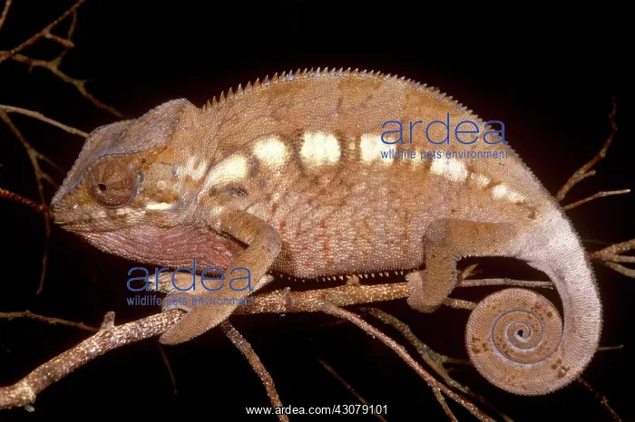 : Oustalet's Chameleon : Oustalet's Chameleon