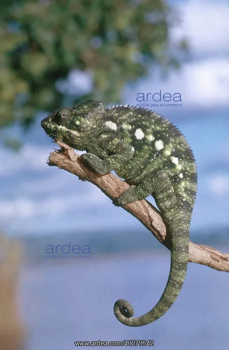 : Oustalet's Chameleon : Oustalet's Chameleon