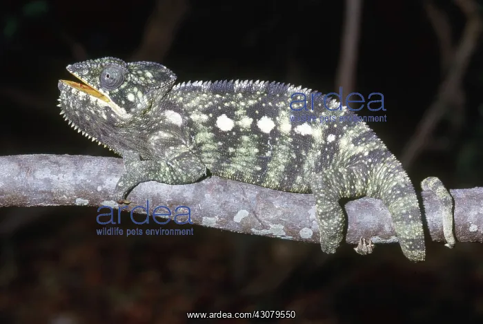 : Oustalet's Chameleon : Oustalet's Chameleon