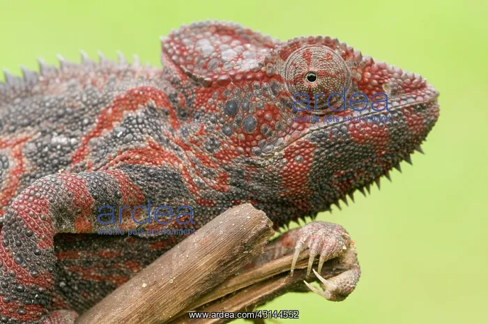 : Oustalet's Chameleon : Oustalet's Chameleon