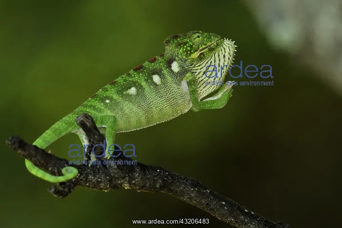 : Oustalet's Chameleon (Chamaeleo oustaleti) in intimidation : Oustalet's Chameleon (Chamaeleo oustaleti) in intimidation