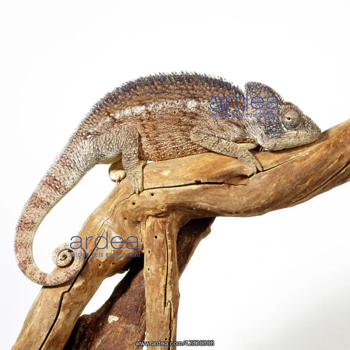 : Oustalet's Chameleon - male : Oustalet's Chameleon - male