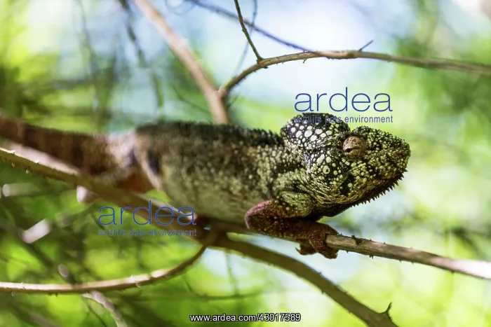 : Oustalet's / Malagasy Giant Chameleon : Oustalet's / Malagasy Giant Chameleon