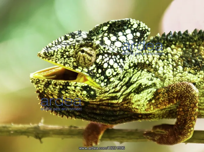 : Oustalet's / Malagasy Giant Chameleon : Oustalet's / Malagasy Giant Chameleon