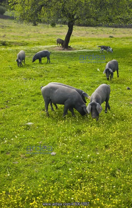 : Outdoor breeding Iberian pigs Andalusia Spain : Outdoor breeding Iberian pigs Andalusia Spain