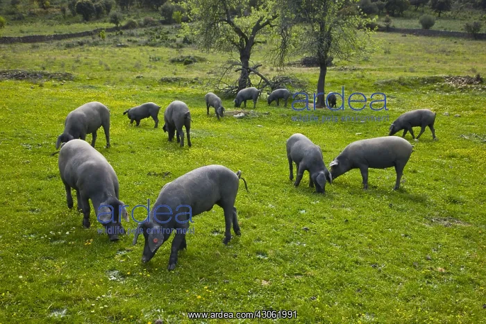 : Outdoor breeding Iberian pigs Andalusia Spain : Outdoor breeding Iberian pigs Andalusia Spain