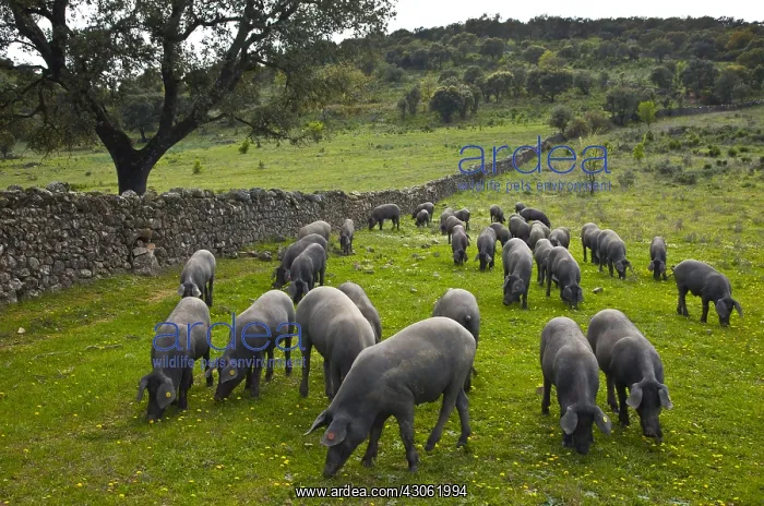 : Outdoor breeding Iberian pigs Andalusia Spain : Outdoor breeding Iberian pigs Andalusia Spain