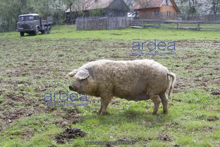 : Outdoor breeding of a pig Romania : Outdoor breeding of a pig Romania