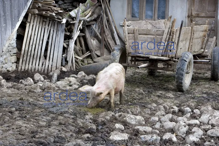 : Outdoor breeding of a pig Romania : Outdoor breeding of a pig Romania