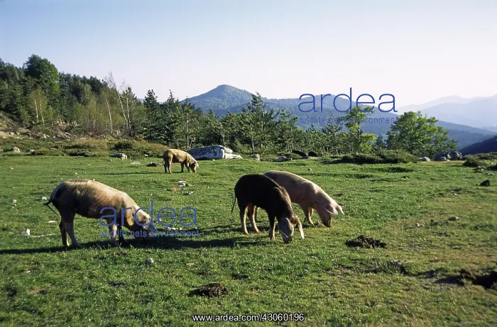 : Outdoor Breeding Pigs Pass Vergio Corsica France : Outdoor Breeding Pigs Pass Vergio Corsica France