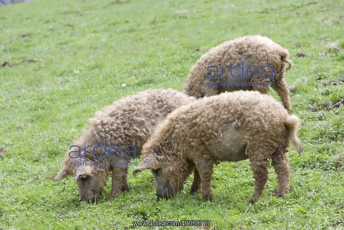 : Outdoor breeding of pigs Romania : Outdoor breeding of pigs Romania