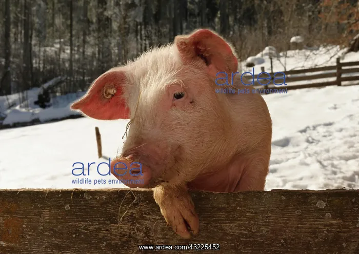: Outdoor pig at Schwendehof farm, Lenzkirch, Schwarzwald : Outdoor pig at Schwendehof farm, Lenzkirch, Schwarzwald