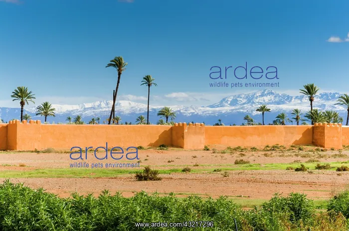 : Outside The City Ramparts, High Atlas mountains : Outside The City Ramparts, High Atlas mountains