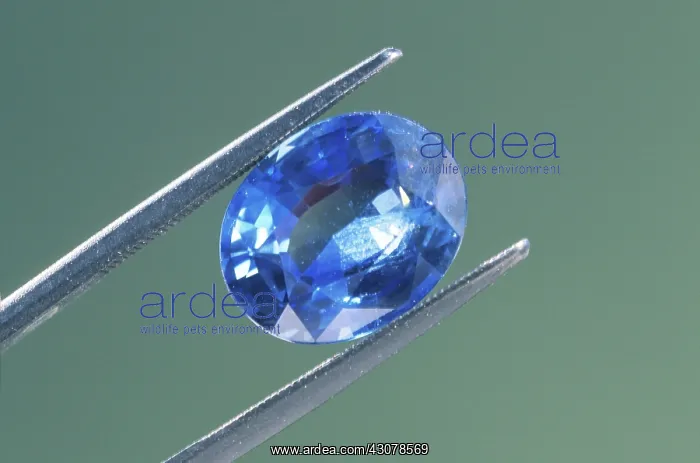 : Oval cut sapphire : Oval cut sapphire