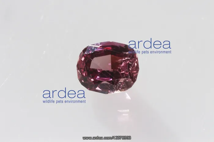 : Oval cut sapphire : Oval cut sapphire