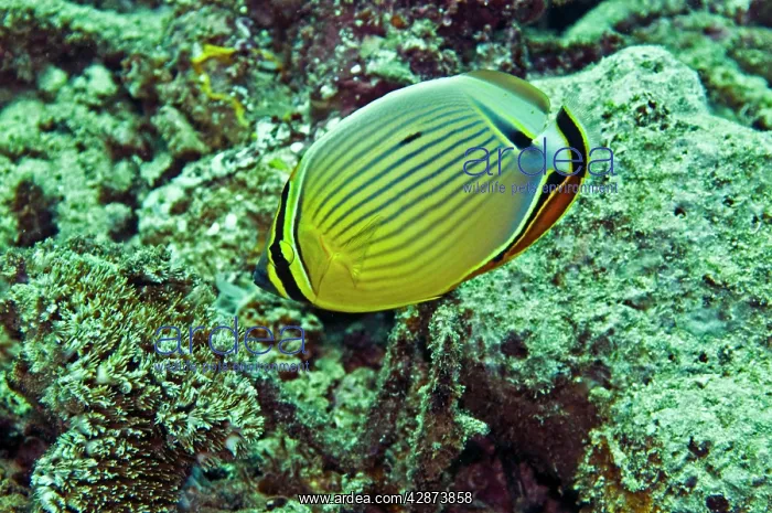 : Oval / redfin butterflyfish - A coral polyp feeder : Oval / redfin butterflyfish - A coral polyp feeder