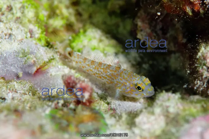: Oval-spot Goby : Oval-spot Goby