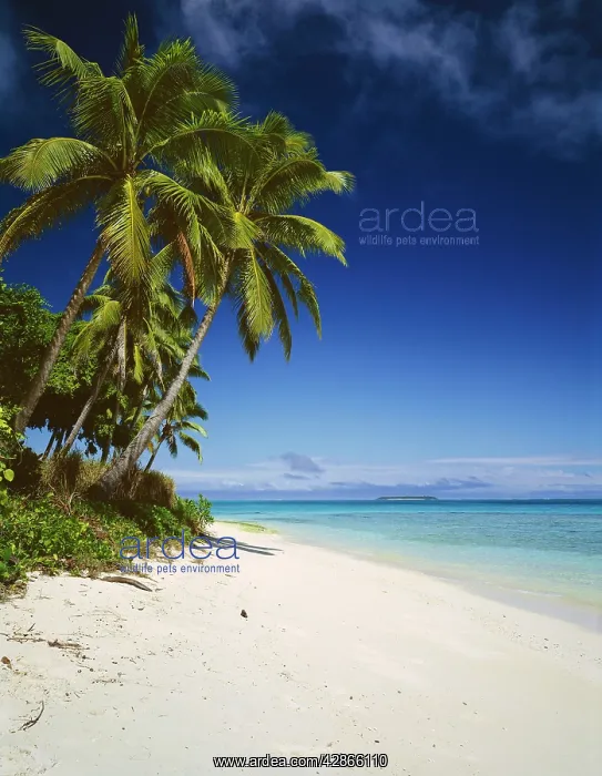 : Ovalau Island tropical beach scene with palm trees : Ovalau Island tropical beach scene with palm trees