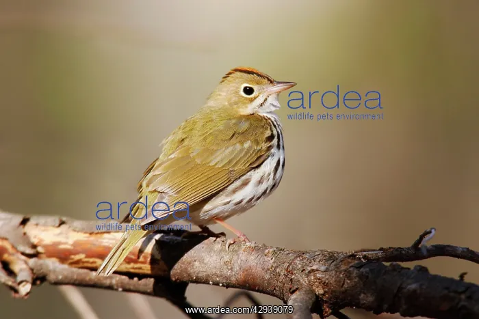  : Ovenbird (Seiurus aurocapilla). USA