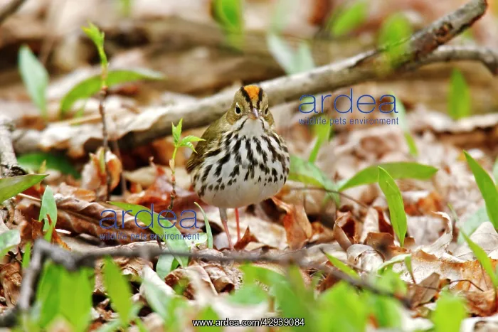  : Ovenbird (Seiurus aurocapilla). USA