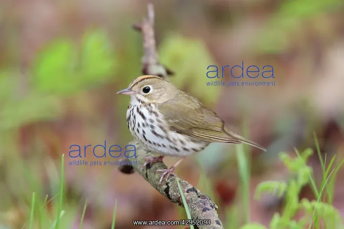 : Ovenbird (Seiurus aurocapilla). Connecitcut in Spring. USA : Ovenbird (Seiurus aurocapilla). Connecitcut in Spring. USA