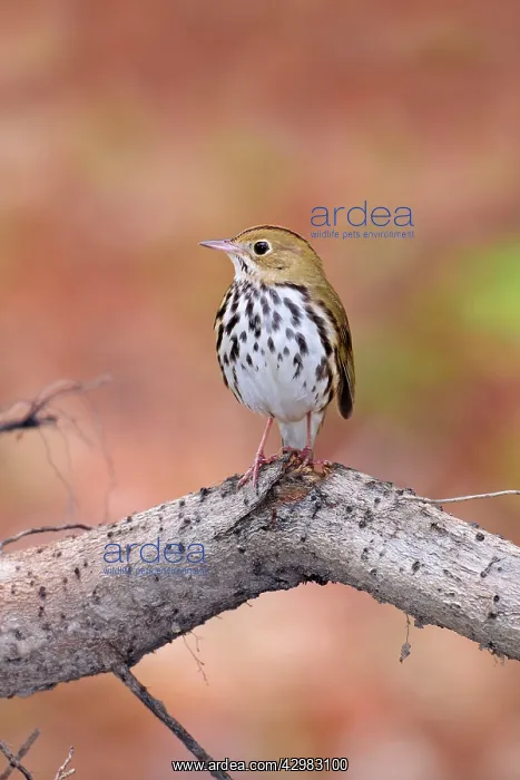 : Ovenbird (Seiurus aurocapilla). - on territory in spring : Ovenbird (Seiurus aurocapilla). - on territory in spring