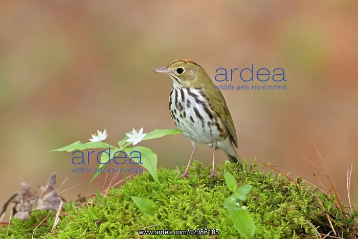 : Ovenbird (Seiurus aurocapilla). on territory in spring (May) - Northwest Connecticut - USA : Ovenbird (Seiurus aurocapilla). on territory in spring (May) - Northwest Connecticut - USA