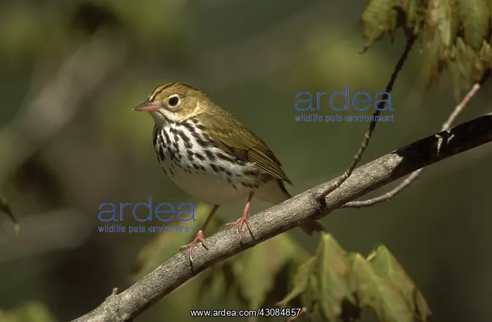 : Ovenbird (Seirurus aurocapillus). Michigan : Ovenbird (Seirurus aurocapillus). Michigan