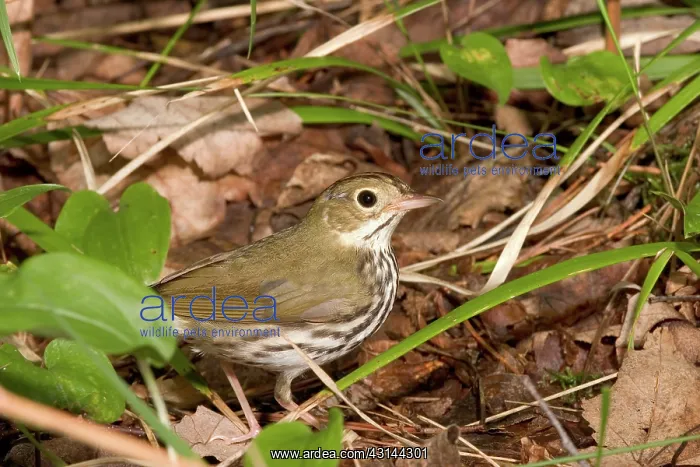 : Ovenbird (Seiurus aurocapillus) hopping along the forest floor in Chequamegon : Ovenbird (Seiurus aurocapillus) hopping along the forest floor in Chequamegon