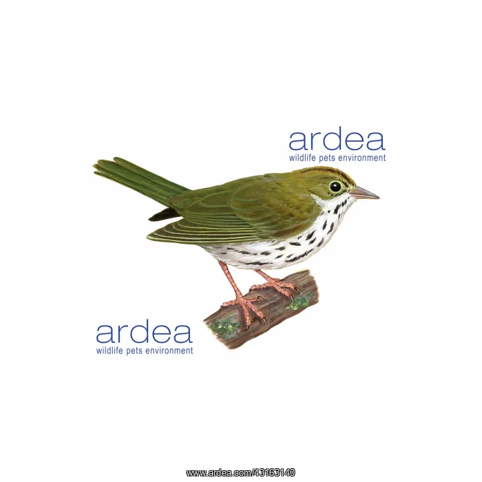 : Ovenbird. Illustration of the ovenbird (Seiurus aurocapillus) : Ovenbird. Illustration of the ovenbird (Seiurus aurocapillus)