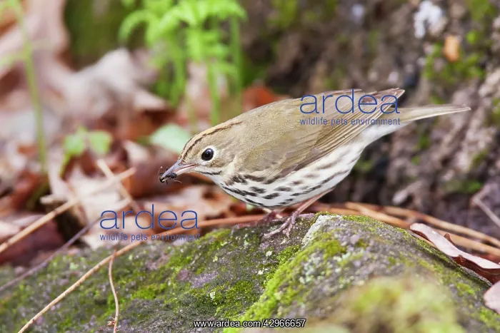 : Ovenbird - with food in beak : Ovenbird - with food in beak