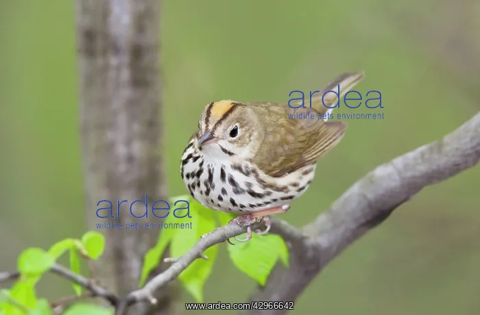 : Ovenbird - May : Ovenbird - May