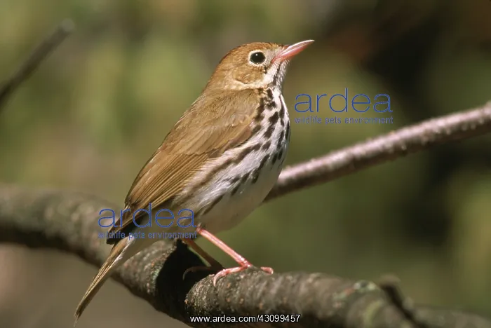 : Ovenbird (Seiurus aurocapillus) : Ovenbird (Seiurus aurocapillus)
