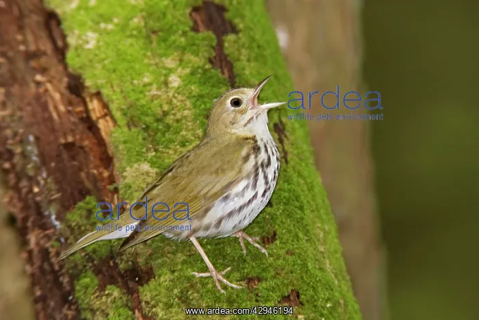 : Ovenbird - Singing : Ovenbird - Singing