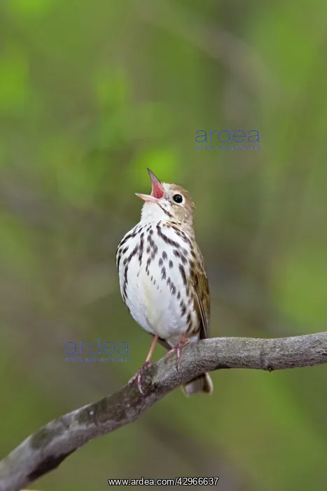 : Ovenbird - singing : Ovenbird - singing