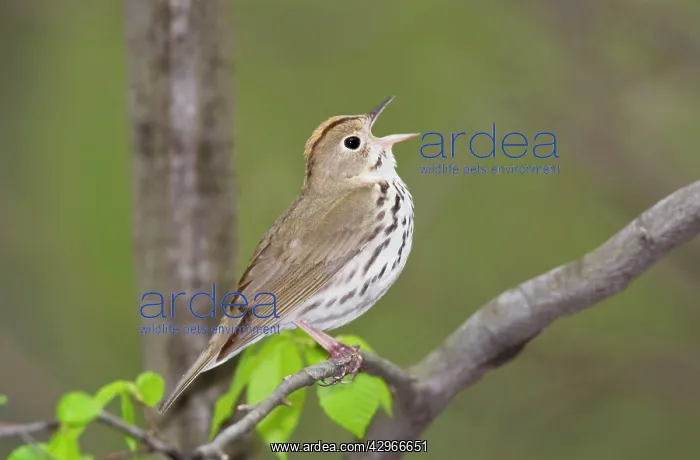 : Ovenbird - singing : Ovenbird - singing