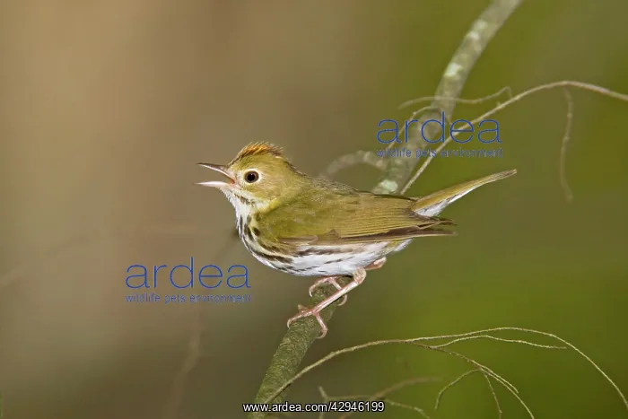 : Ovenbird - Singing from branch : Ovenbird - Singing from branch