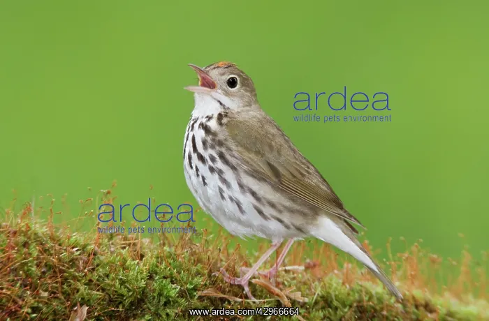 : Ovenbird - singing on territory : Ovenbird - singing on territory