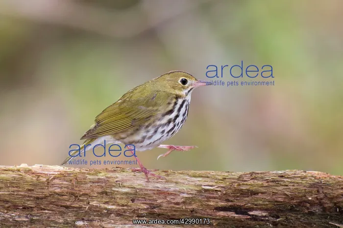 : Ovenbird - on territory in spring walking along dead log on : Ovenbird - on territory in spring walking along dead log on