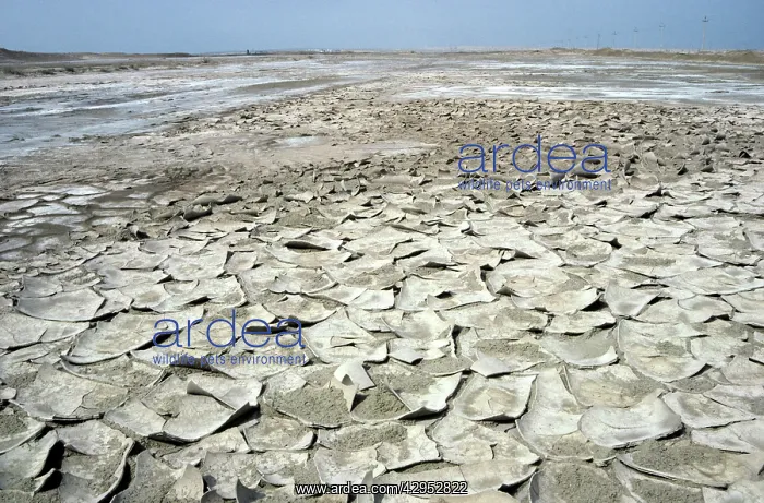 : Over-dried soil with cristallized salt on its surface : Over-dried soil with cristallized salt on its surface