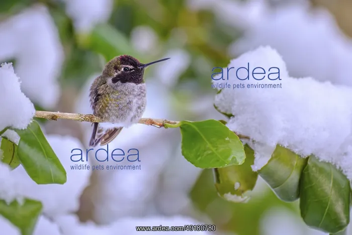 : An over-wintering Anna Hummingbird (Calypte anna) perched on a tree branch covered in snow : An over-wintering Anna Hummingbird (Calypte anna) perched on a tree branch covered in snow