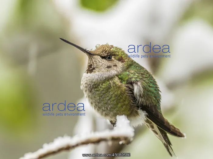 : An over-wintering Anna's Hummingbird (Calypte anna) : An over-wintering Anna's Hummingbird (Calypte anna)
